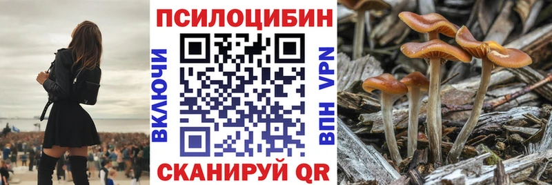 что такое наркотик  Россошь  это какой сайт  Галлюциногенные грибы Psilocybine cubensis 